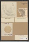 Aulacodiscus affinis Grun. (de-Toni-Nr.: Genus 182, Species 4532) Zeichnungen Sammlung Grunow Nr. 8125 (NHMW-BOT-W0377476)